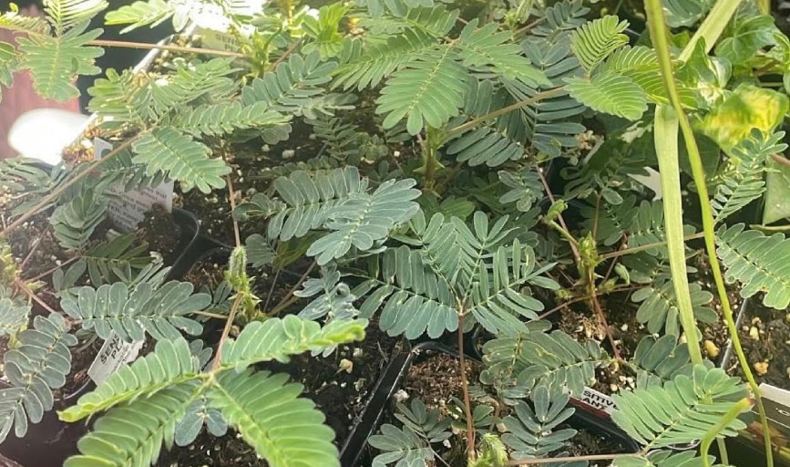 The Jungle Room
